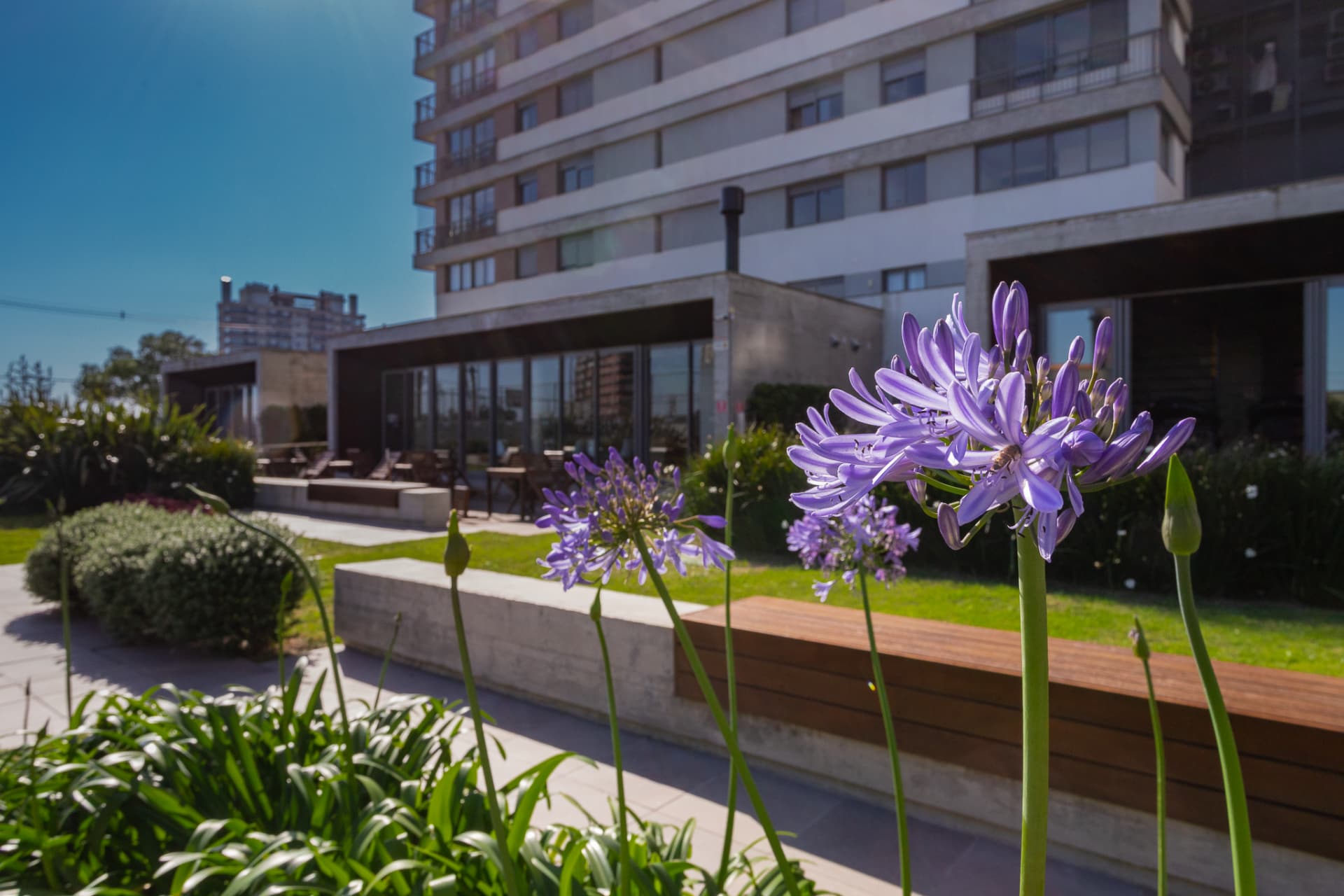 Jardim e área de convivência do ¡Hola!, no Parque Una, com agapantos em floração